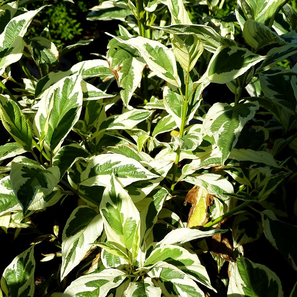 Weißbunter Gelbholz-Hartriegel 'White Gold' (Cornus stolonifera)