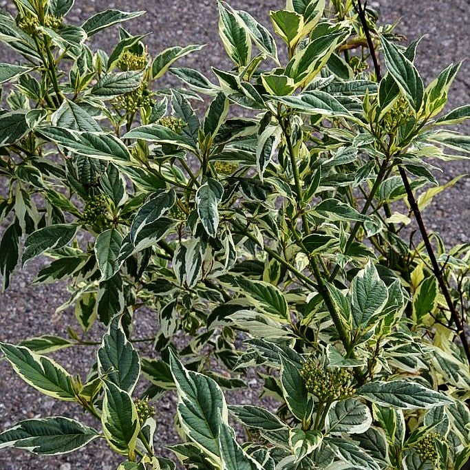 Weißbunter Gelbholz-Hartriegel 'White Gold' (Cornus stolonifera)