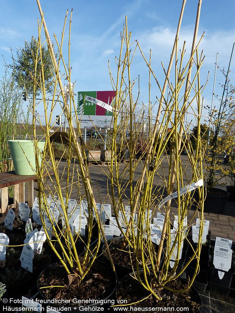Weißbunter Gelbholz-Hartriegel 'White Gold' (Cornus stolonifera)