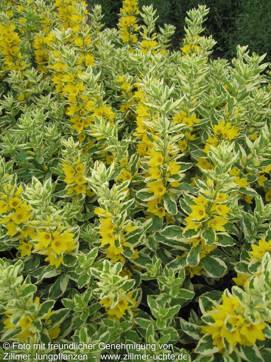 Weißbunter Gold-Felberich 'Alexander' (Lysimachia punctata)