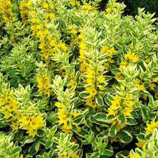 Weißbunter Gold-Felberich 'Alexander' (Lysimachia punctata)
