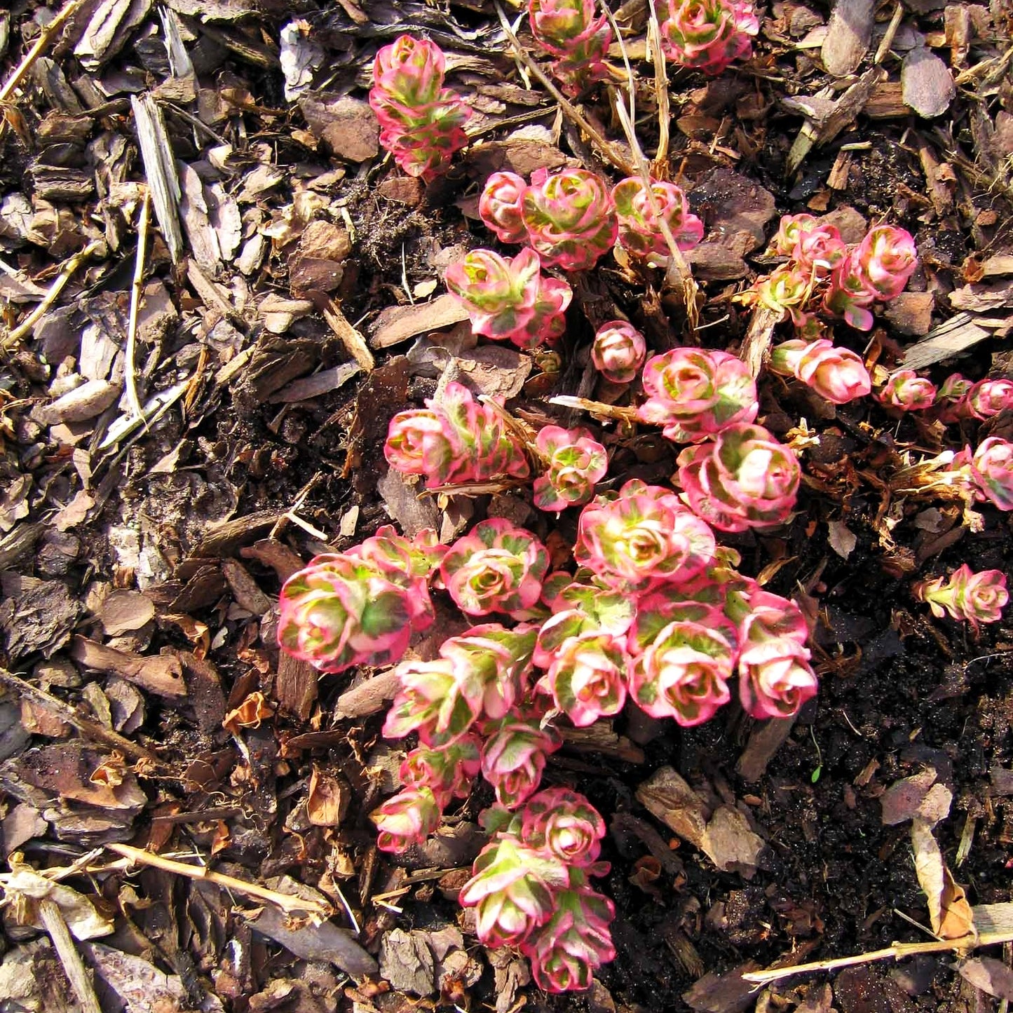 Weißbunter Gold-Felberich 'Alexander' (Lysimachia punctata)
