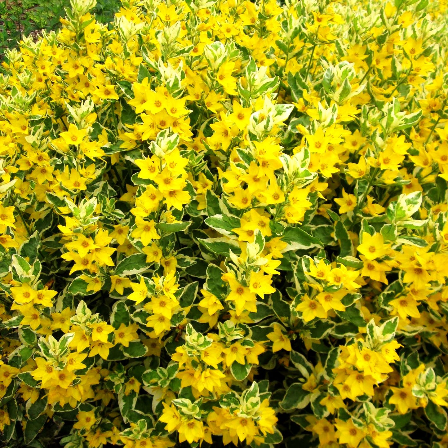 Weißbunter Gold-Felberich 'Alexander' (Lysimachia punctata)