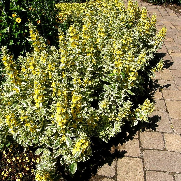 Weißbunter Gold-Felberich 'Alexander' (Lysimachia punctata)