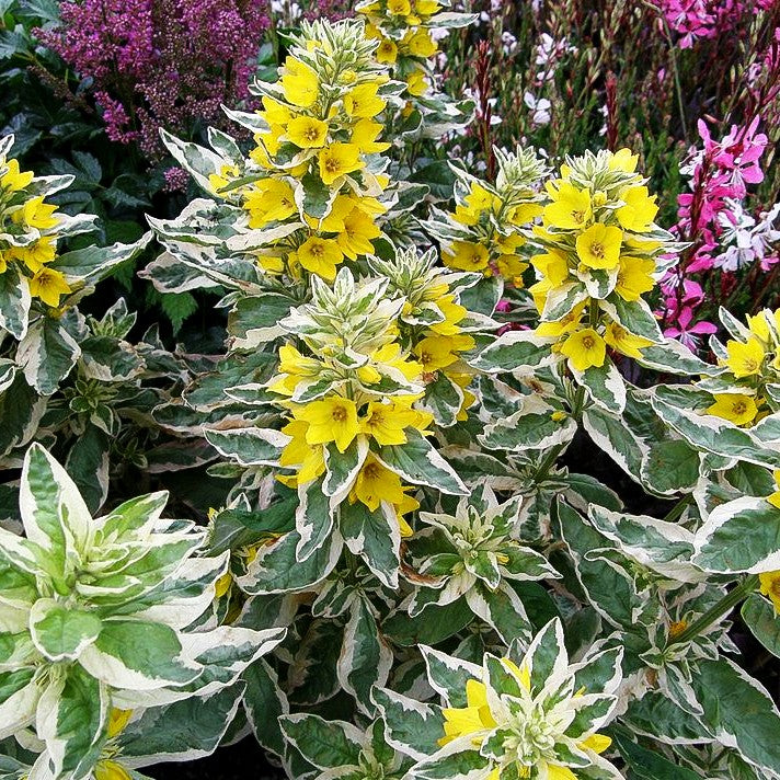 Weißbunter Gold-Felberich 'Alexander' (Lysimachia punctata)