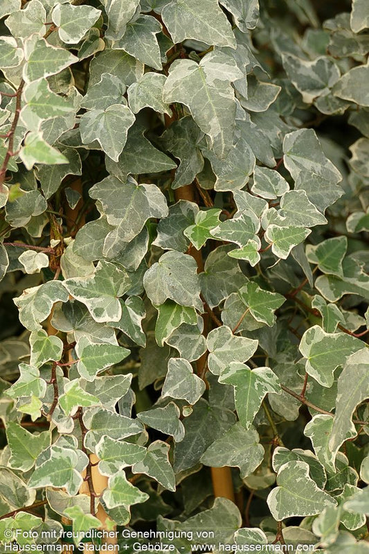 Weißbunter Großlaubiger Efeu 'Glacier' (Hedera helix)