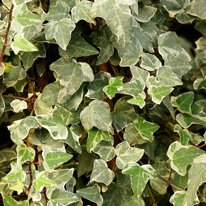 Weißbunter Großlaubiger Efeu 'Glacier' (Hedera helix)