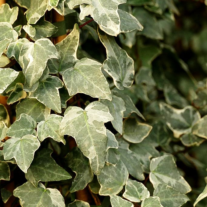 Weißbunter Großlaubiger Efeu 'Glacier' (Hedera helix)