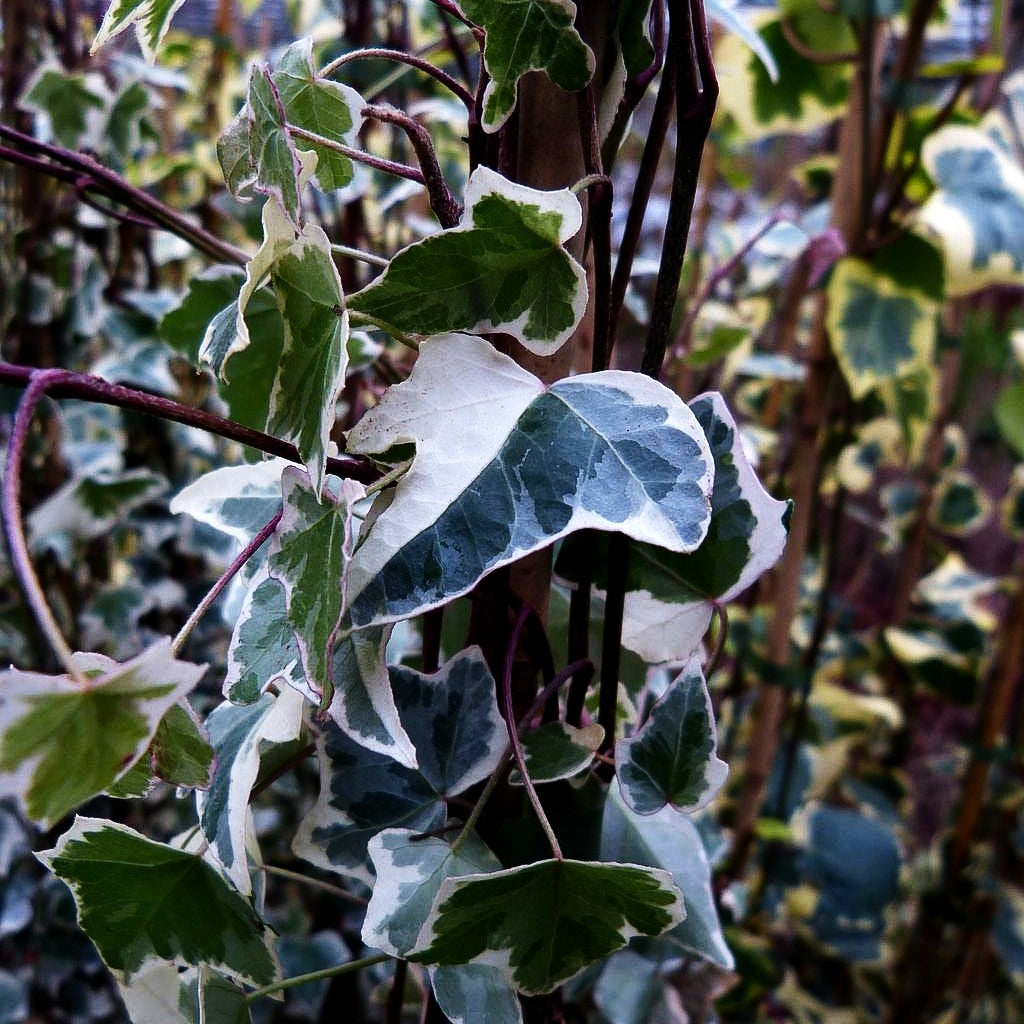 Weißbunter Großlaubiger Efeu 'Glacier' (Hedera helix)