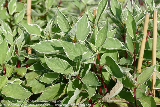 Weißbunter Hartriegel 'Elegantissima' (Cornus alba)