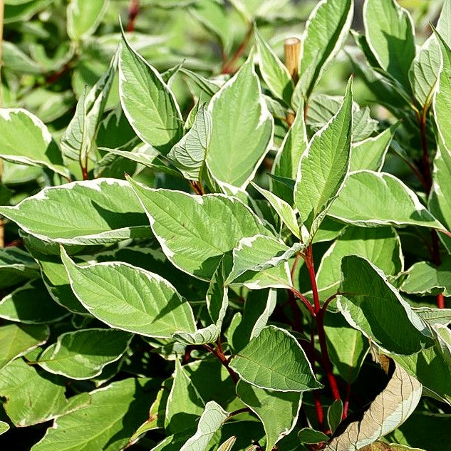 Weißbunter Hartriegel 'Elegantissima' (Cornus alba)