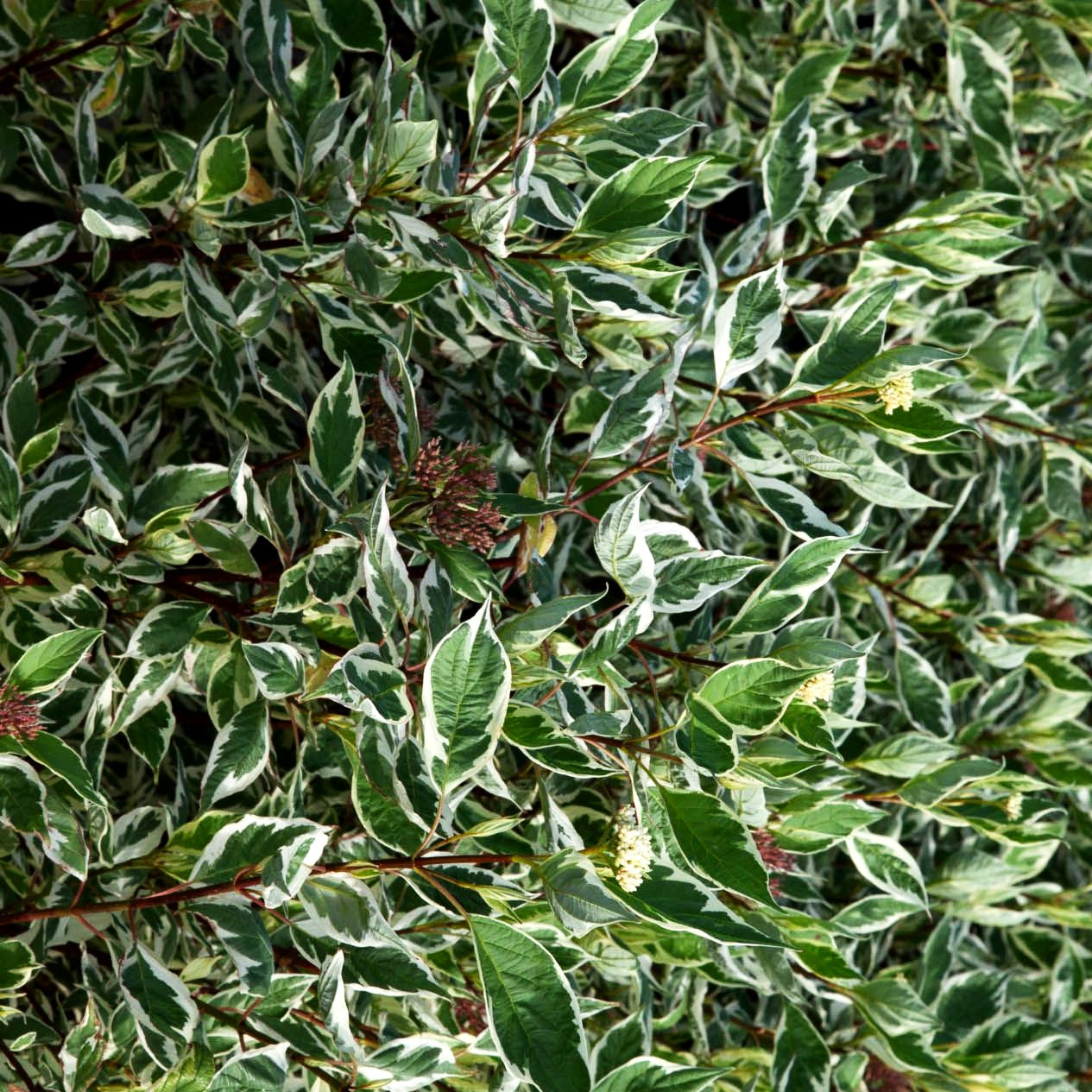 Weißbunter Hartriegel 'Elegantissima' (Cornus alba)