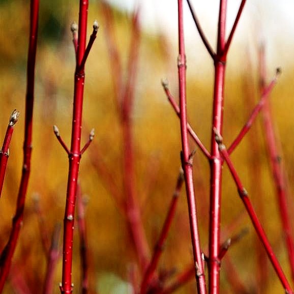 Weißbunter Hartriegel 'Elegantissima' (Cornus alba)