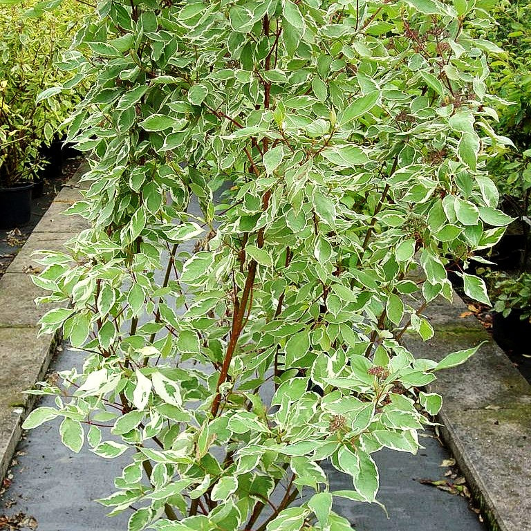Weißbunter Hartriegel 'Elegantissima' (Cornus alba)