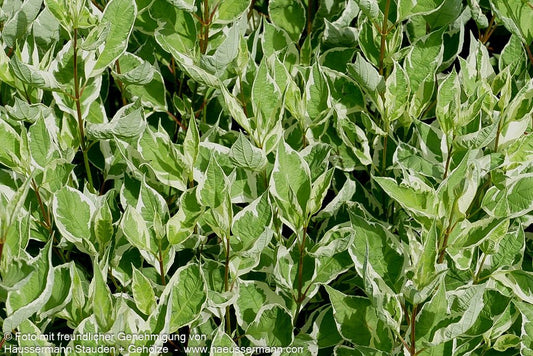 Weißbunter Hartriegel 'Ivory Halo' (Cornus alba)