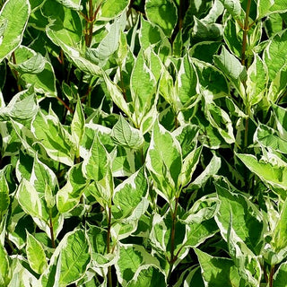Weißbunter Hartriegel 'Ivory Halo' (Cornus alba)