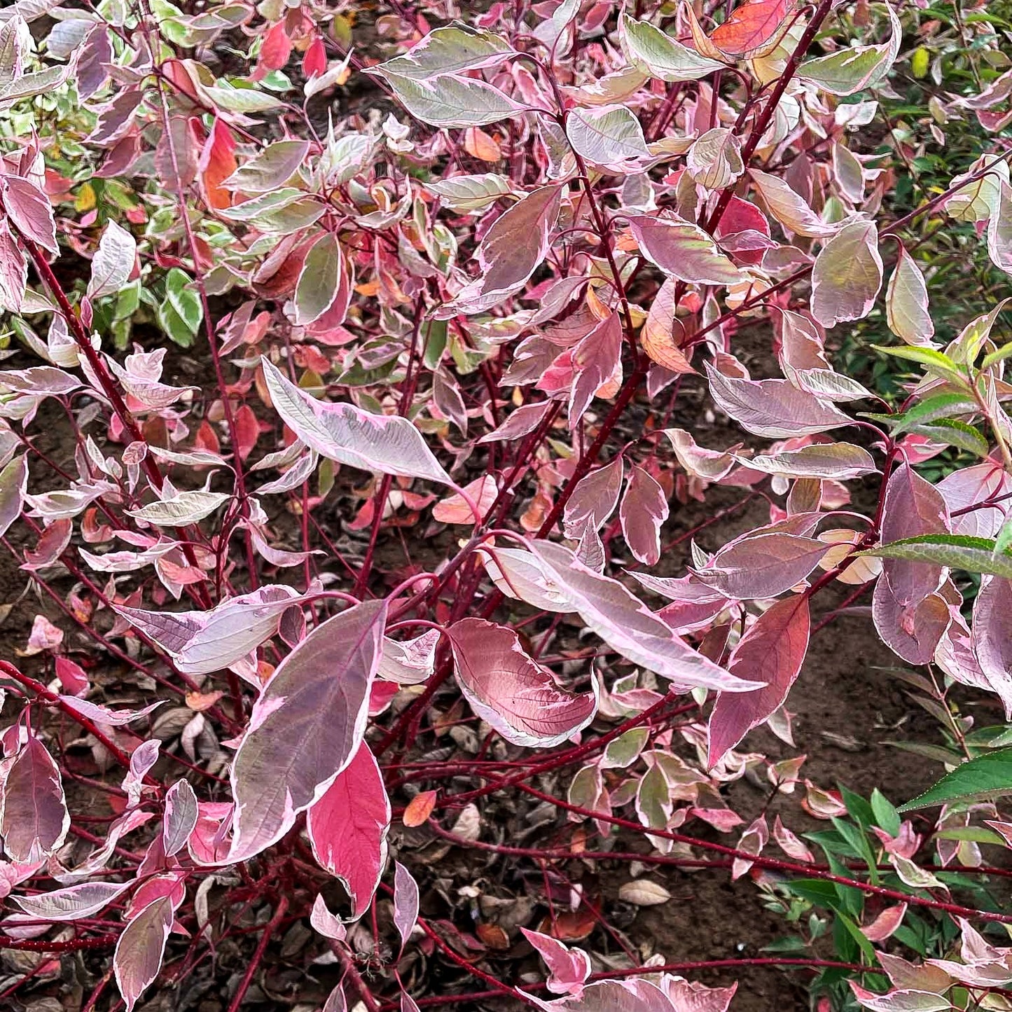 Weißbunter Hartriegel 'Ivory Halo' (Cornus alba)