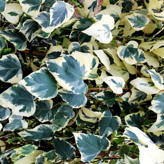 Weißbunter Kaukasus-Efeu 'Dentata Variegata' (Hedera colchica)