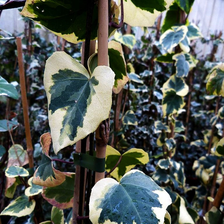 Weißbunter Kaukasus-Efeu 'Dentata Variegata' (Hedera colchica)