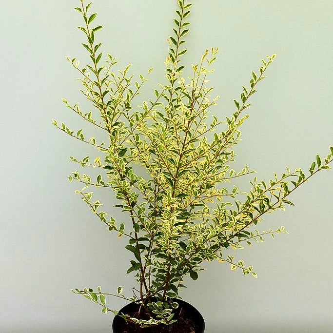 Weißbunter Liguster 'Musli' (Ligustrum ibota)