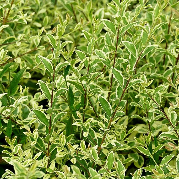 Weißbunter Liguster 'Musli' (Ligustrum ibota)