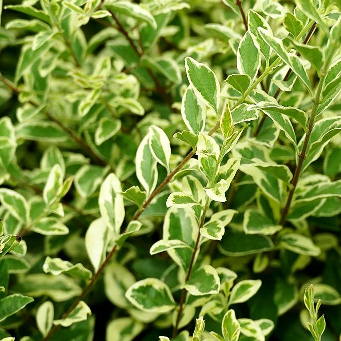 Weißbunter Liguster 'Musli' (Ligustrum ibota)