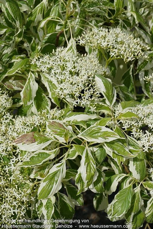 Weißbunter Pagoden-Hartriegel 'Variegata' (Cornus controversa)
