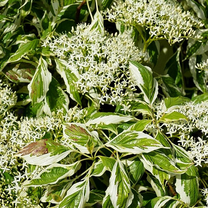 Weißbunter Pagoden-Hartriegel 'Variegata' (Cornus controversa)
