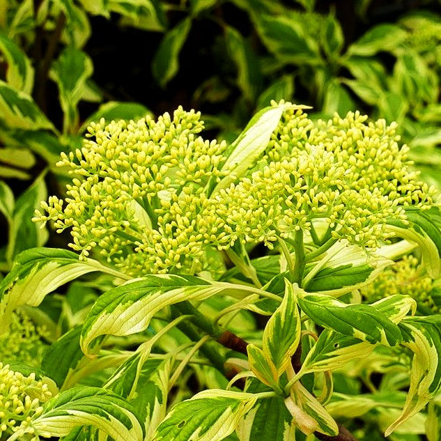 Weißbunter Pagoden-Hartriegel 'Variegata' (Cornus controversa)