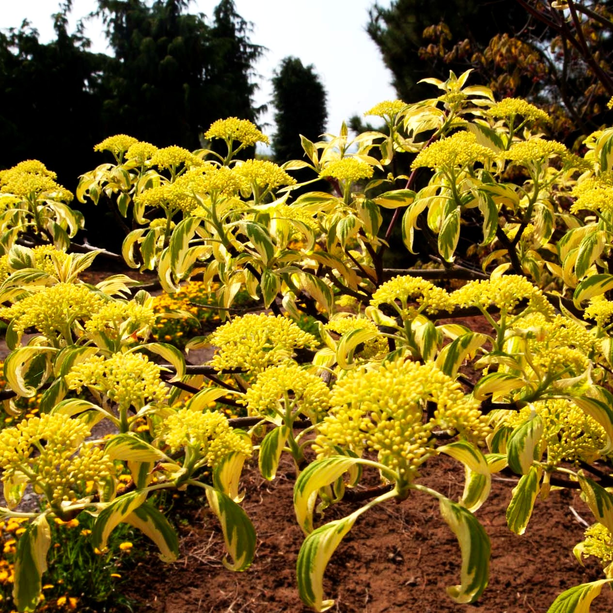 Weißbunter Pagoden-Hartriegel 'Variegata' (Cornus controversa)