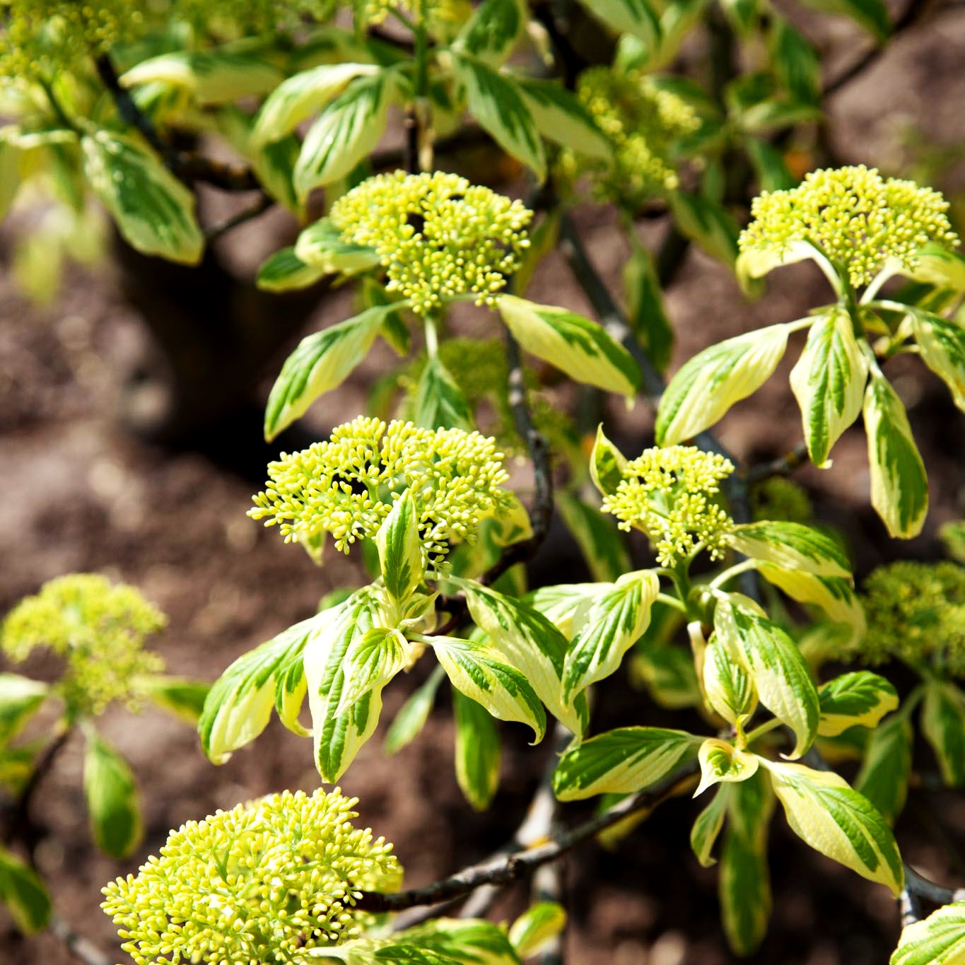 Weißbunter Pagoden-Hartriegel 'Variegata' (Cornus controversa)
