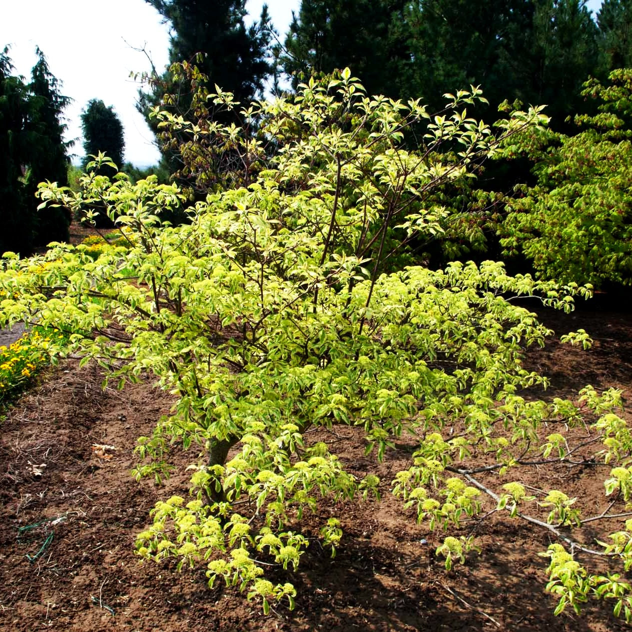 Weißbunter Pagoden-Hartriegel 'Variegata' (Cornus controversa)