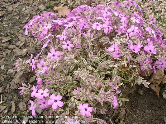 Weißbunter Polster-Phlox 'Variegata' (Phlox x procumbens)