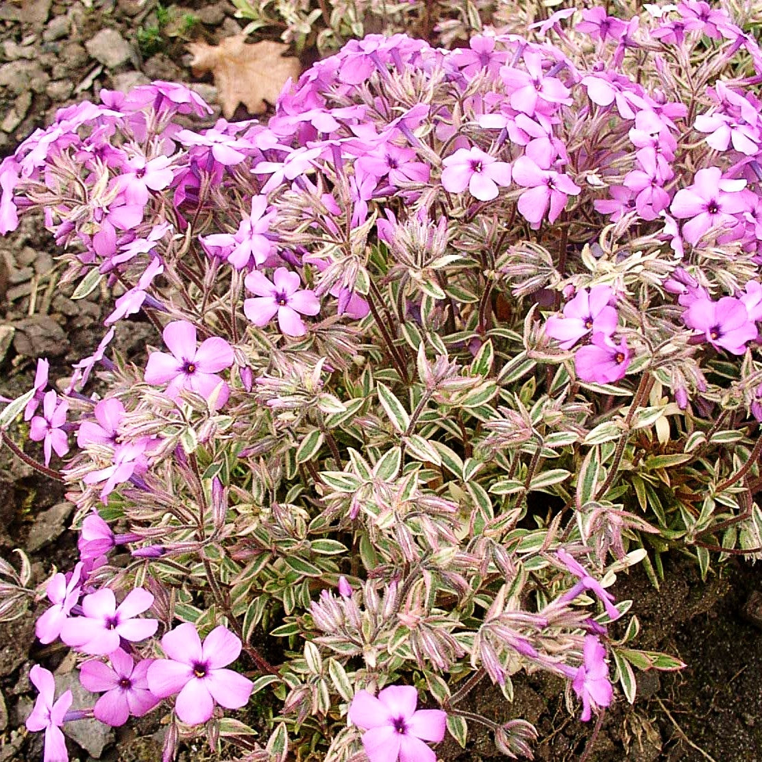 Weißbunter Polster-Phlox 'Variegata' (Phlox x procumbens)