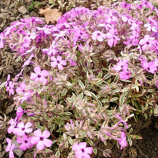 Weißbunter Polster-Phlox 'Variegata' (Phlox x procumbens)