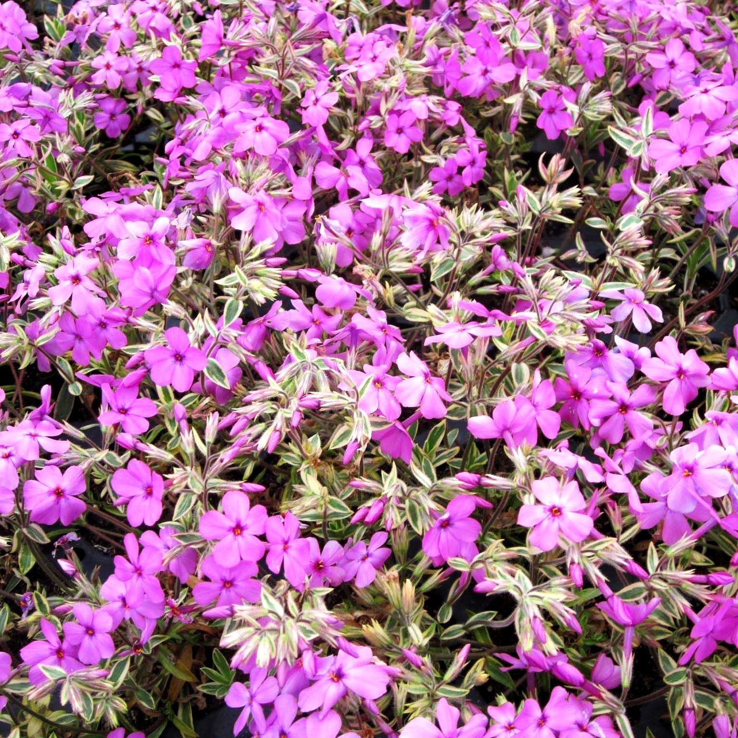 Weißbunter Polster-Phlox 'Variegata' (Phlox x procumbens)