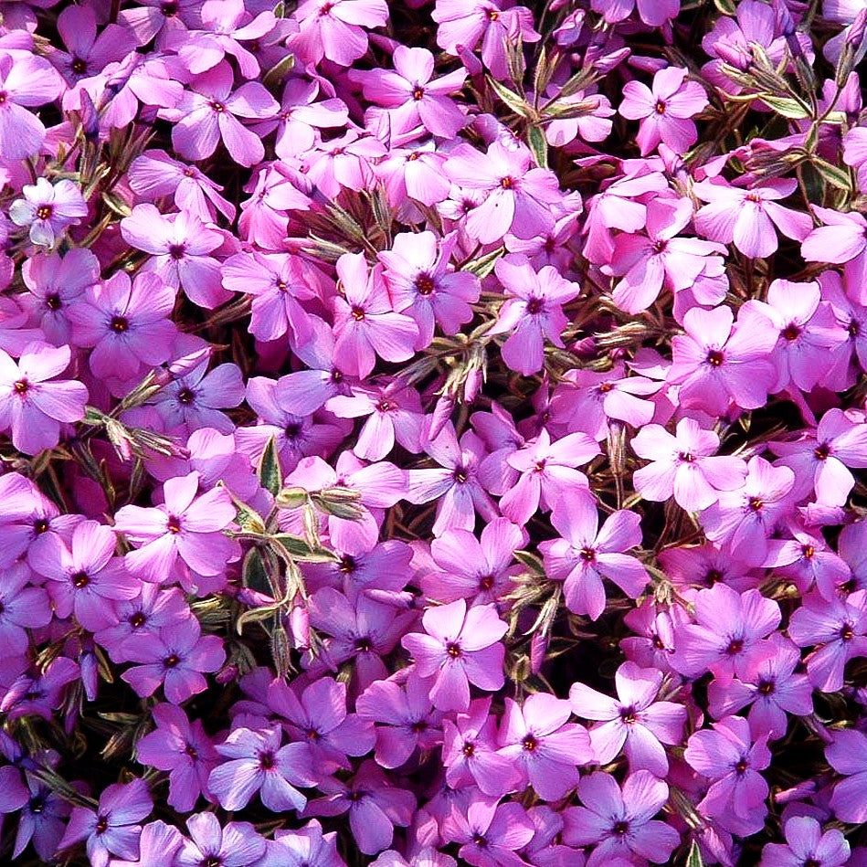 Weißbunter Polster-Phlox 'Variegata' (Phlox x procumbens)