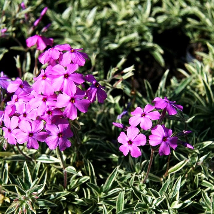 Weißbunter Polster-Phlox 'Variegata' (Phlox x procumbens)