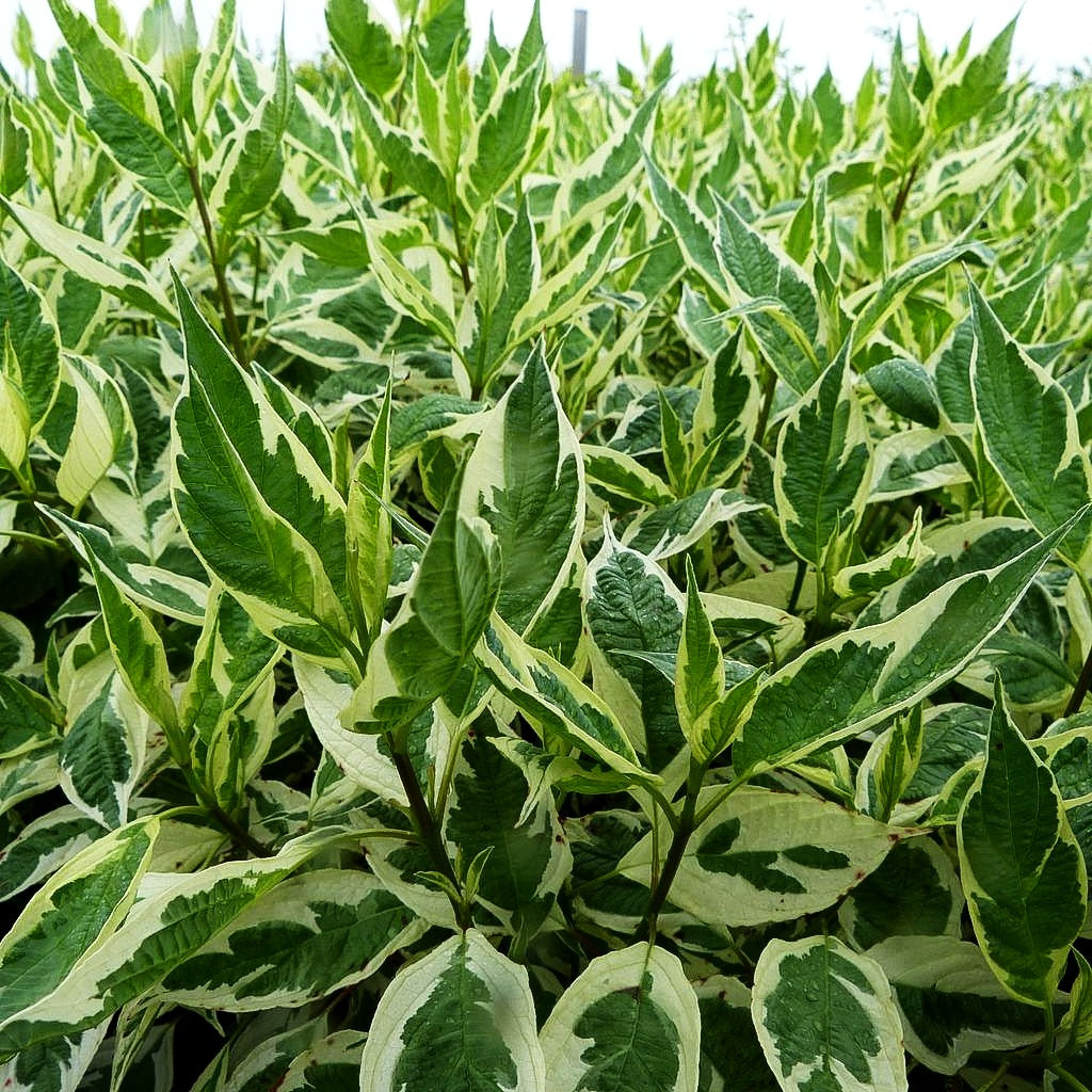 Weißbunter Purpur-Hartriegel 'Sibirica Variegata' (Cornus alba)