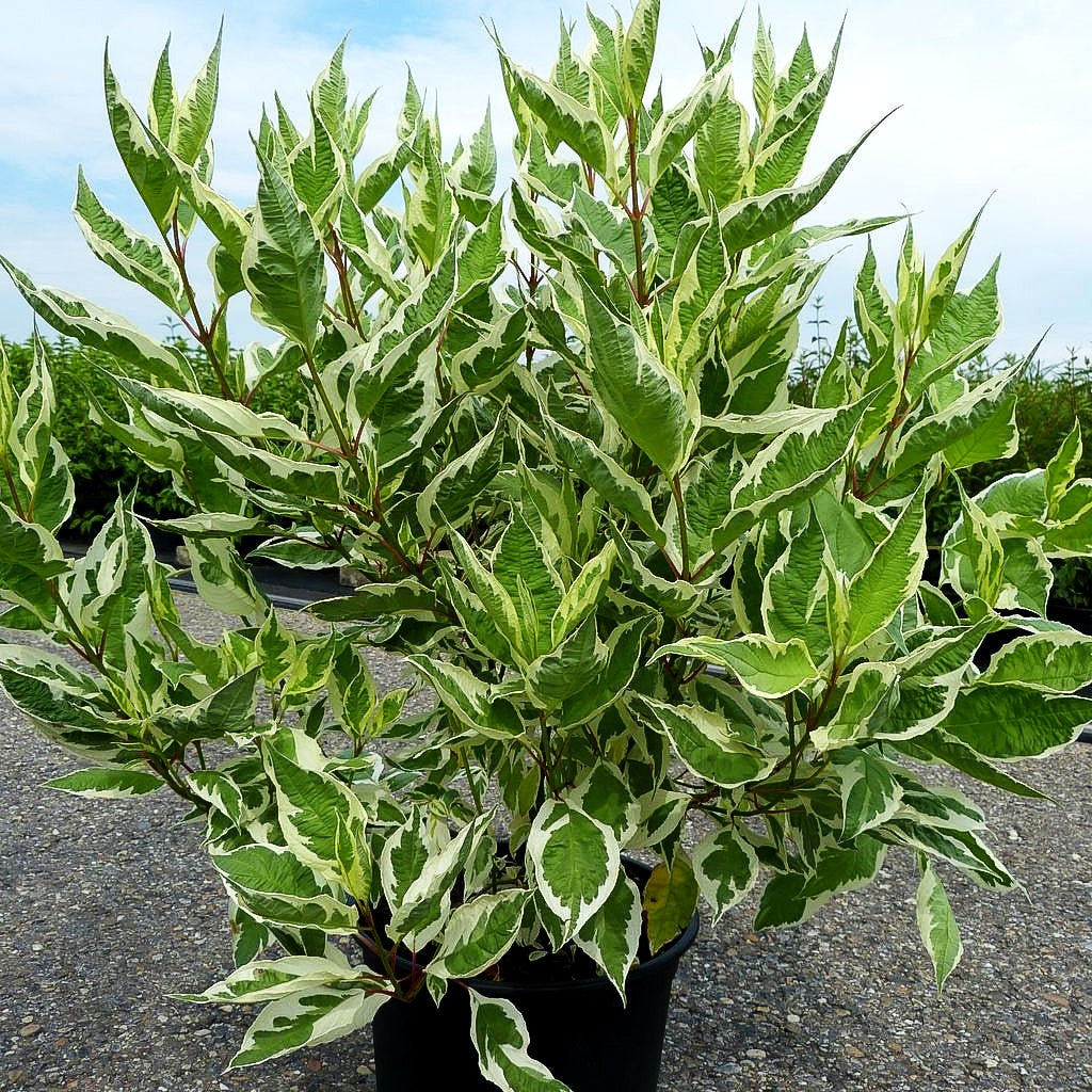 Weißbunter Purpur-Hartriegel 'Sibirica Variegata' (Cornus alba)