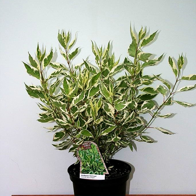 Weißbunter Purpur-Hartriegel 'Sibirica Variegata' (Cornus alba)