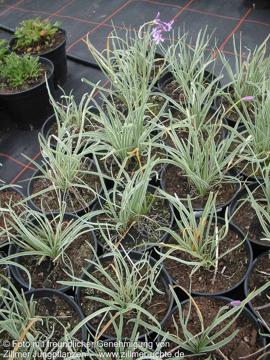 Weißbuntes Knoblauchgras 'Variegata' (Tulbaghia violacea)