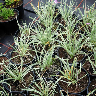 Weißbuntes Knoblauchgras 'Variegata' (Tulbaghia violacea)