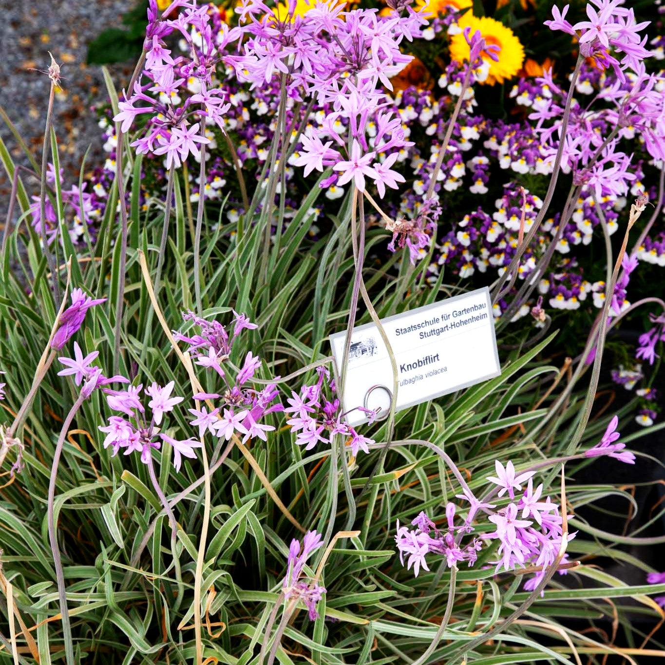 Weißbuntes Knoblauchgras 'Variegata' (Tulbaghia violacea)