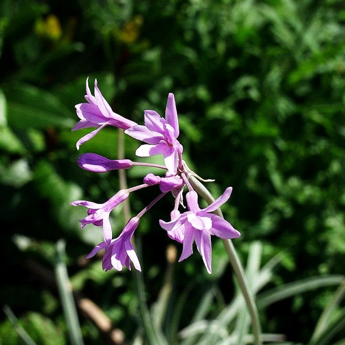 Weißbuntes Knoblauchgras 'Variegata' (Tulbaghia violacea)