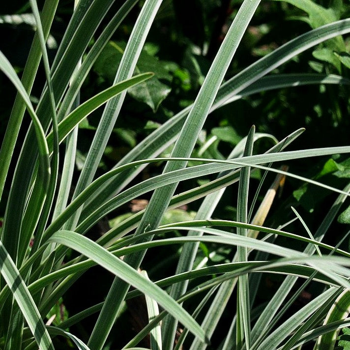 Weißbuntes Knoblauchgras 'Variegata' (Tulbaghia violacea)