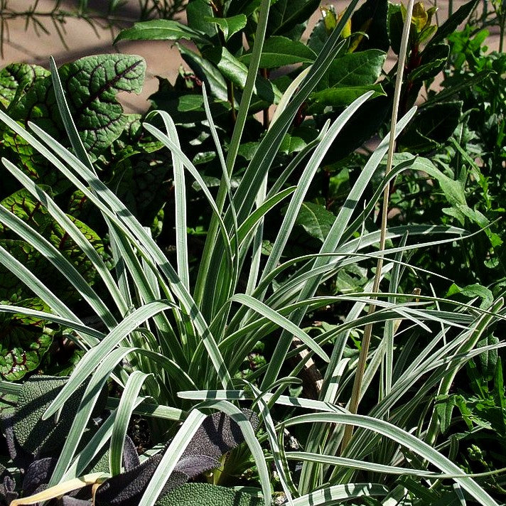 Weißbuntes Knoblauchgras 'Variegata' (Tulbaghia violacea)