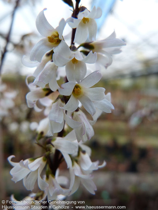 Weiße Forsythie (Abeliophyllum distichum)
