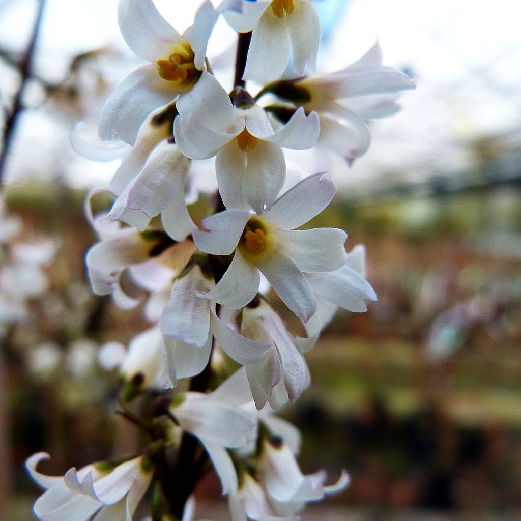 Weiße Forsythie (Abeliophyllum distichum)