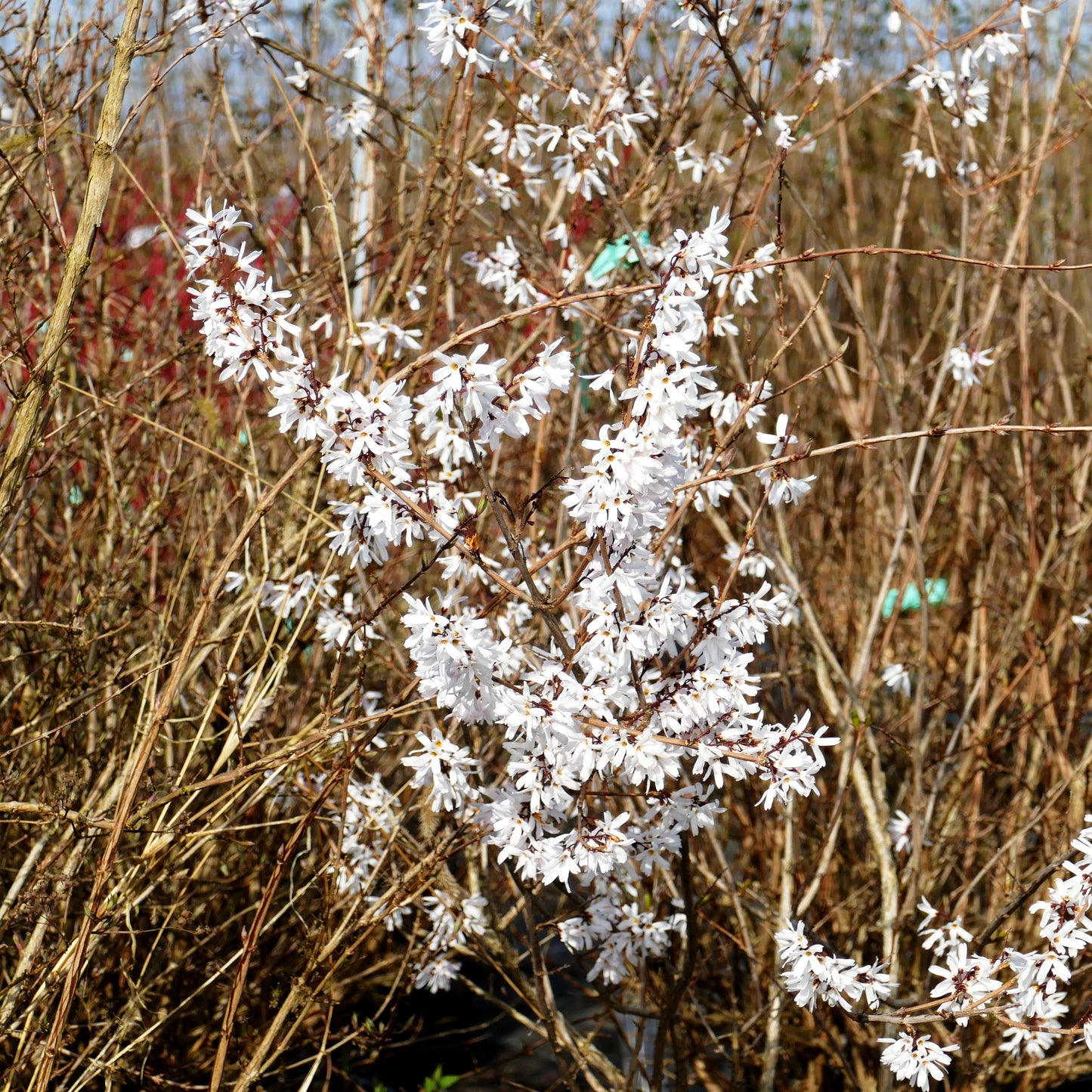 Weiße Forsythie (Abeliophyllum distichum)